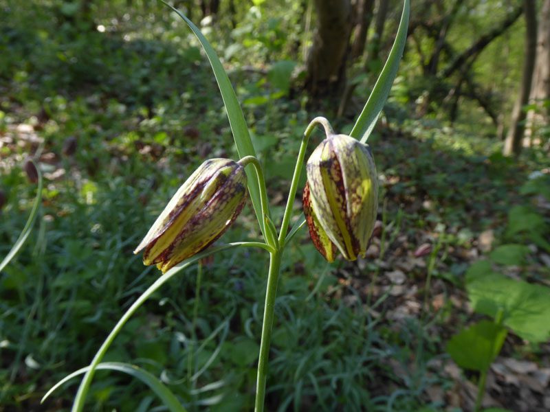 Fritillaria orientalis - Liliaceae